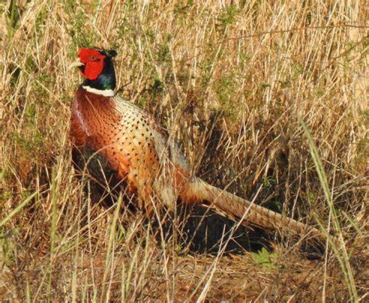 How fast can a ringneck pheasant run?