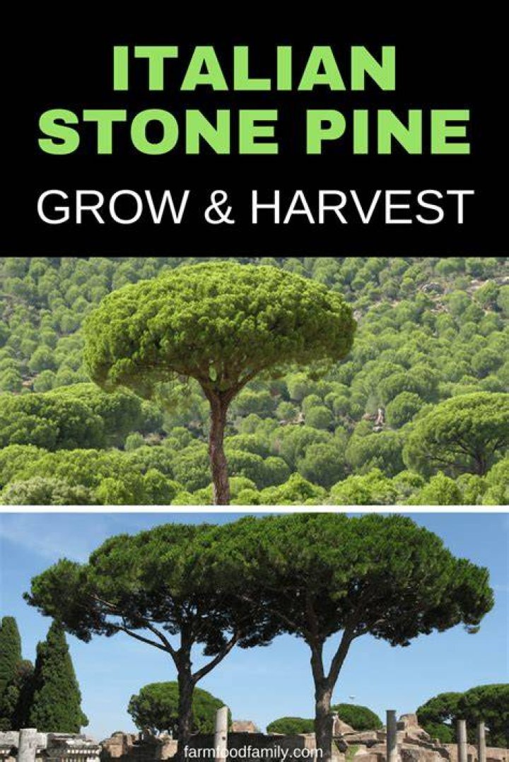 How fast does an Italian stone pine grow?