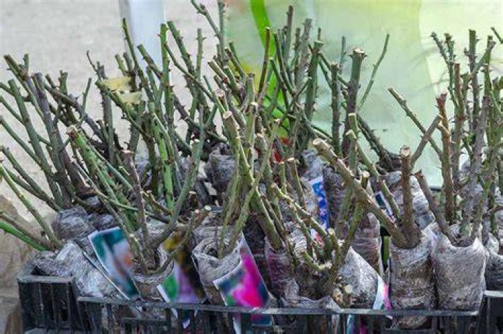 How long can bare root roses be stored?