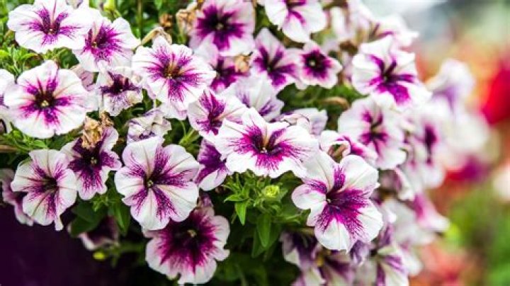 How long do petunias last?