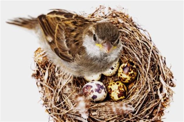 How often do sparrow birds lay eggs?