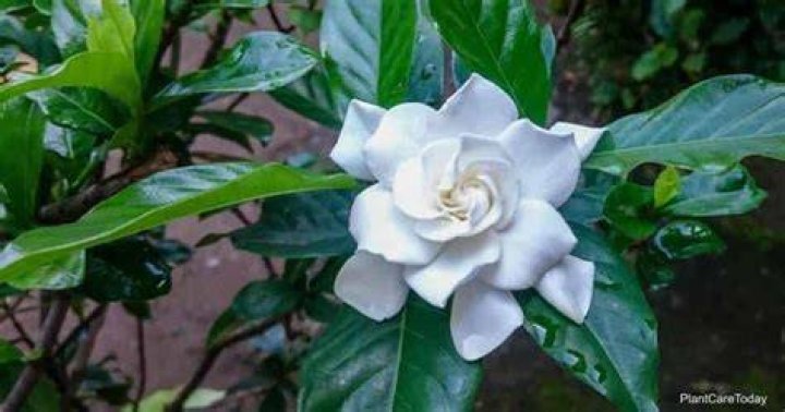 How often does a gardenia bloom?