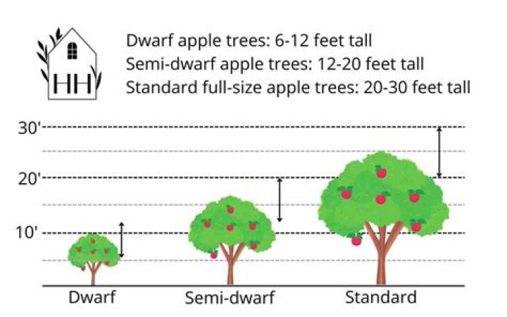 How wide are apple trees?