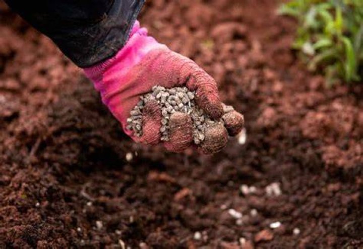 Is chicken manure good for fruit trees?