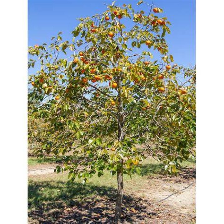 Is Fuyu persimmon self pollinating?