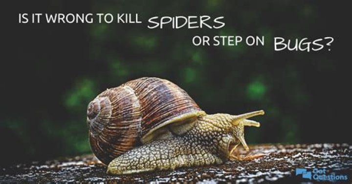 Is it wrong to kill spiders or step on bugs?