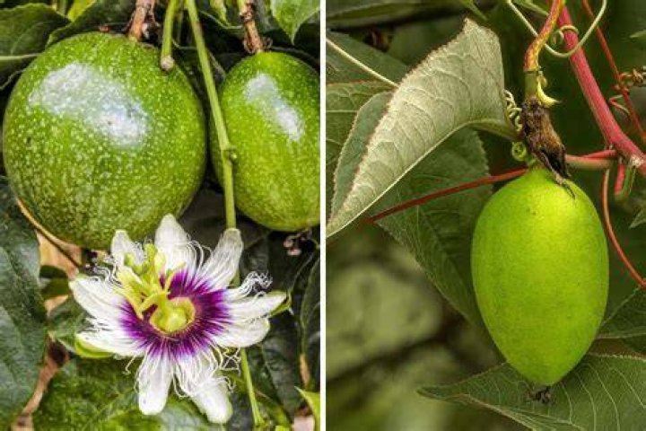Is passion fruit the same as maypop?