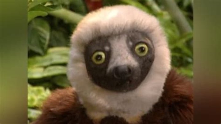 Is zoboomafoo a real monkey?