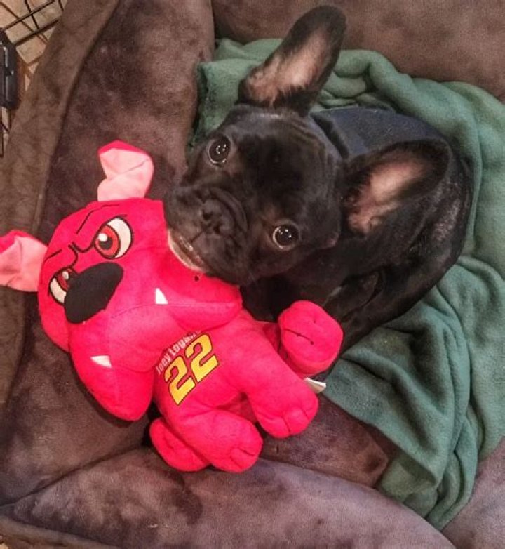 Joey Logano Pets