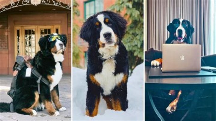 Kitty Jacob Astor II Bernese Mountain Dog at the St. Regis Hotel Aspen