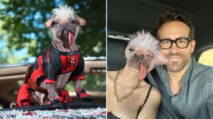 Meet Peggy aka Dogpool Ryan Reynold's Canine Costar in Deadpool and Wolverine