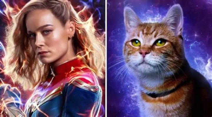 Meet Tango, the Feline Actor Who Plays Goose the Cat in ‘The Marvels’ Movie
