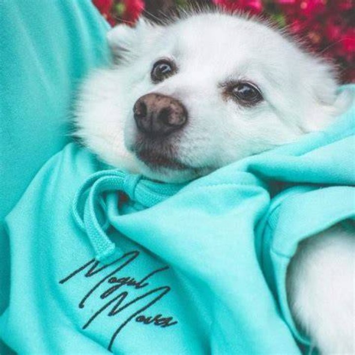 QTCinderella Pets - Celebrity Pets