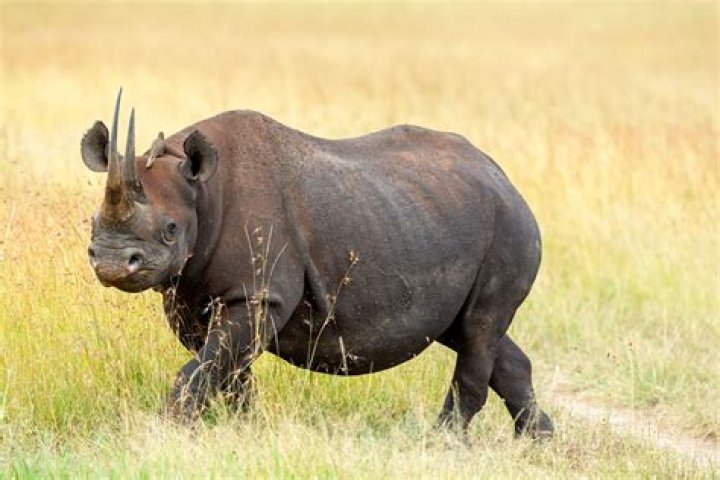 rhino kenya endangered