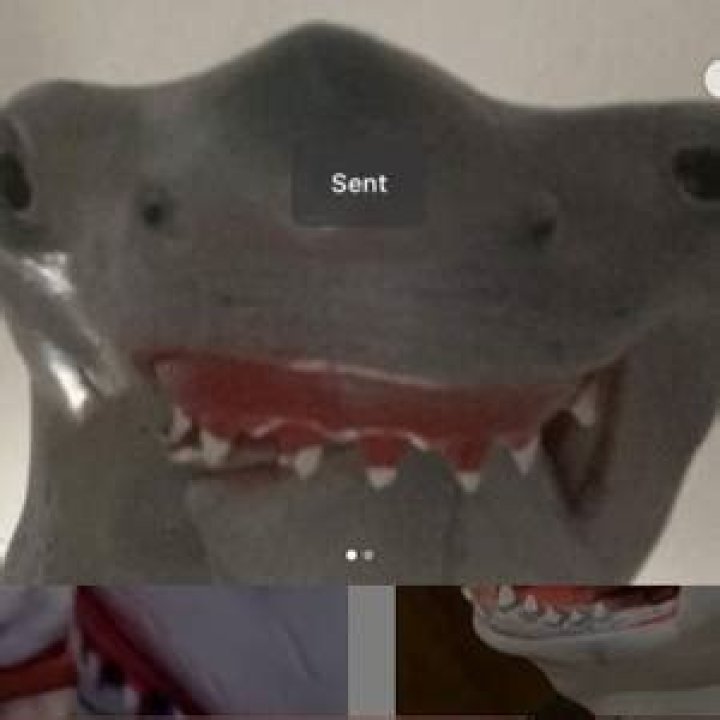 Shark Puppet - Age, Family, Bio