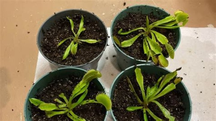 Should I remove dead flies from Venus Fly Trap?