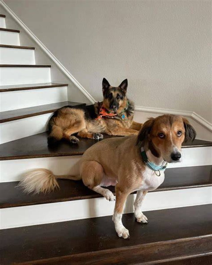 sodapuppies Instagram