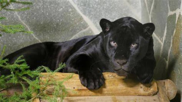 spbzoopark
