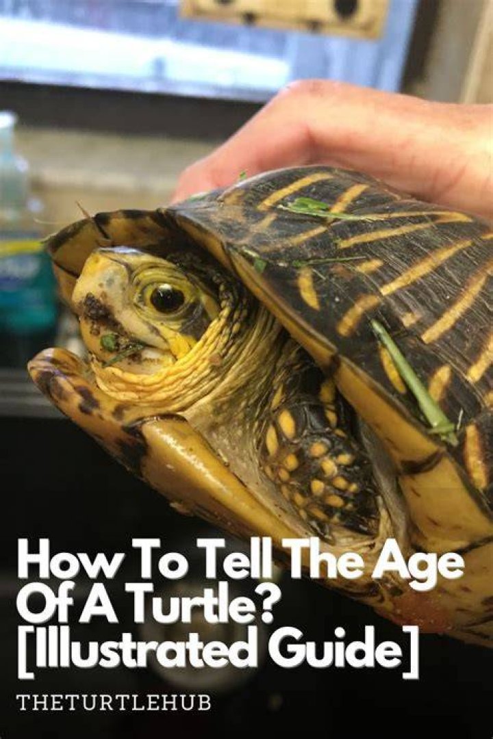 Tiny Turtle - Age, Family, Bio