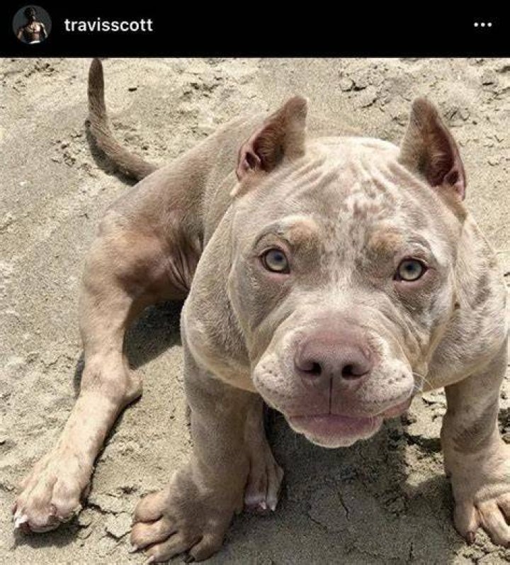 Travis Scott Pets