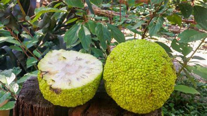 What animal eats hedge apples?