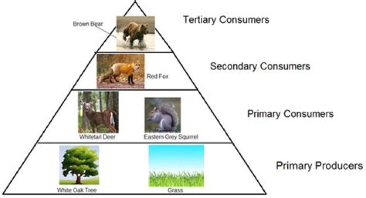 What are consumers in the forest?