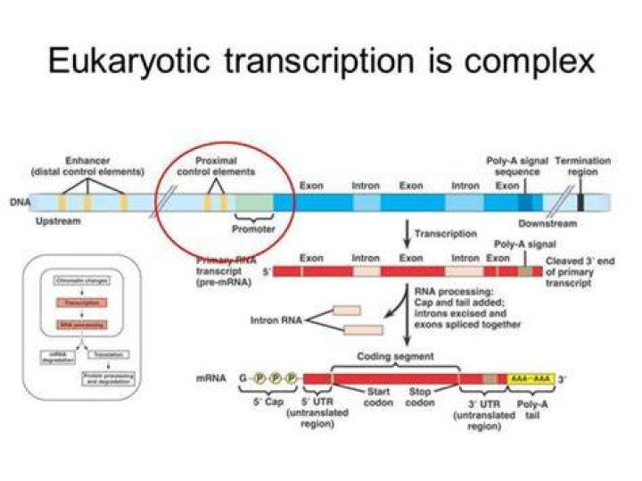 What are eukaryotic genes composed of?