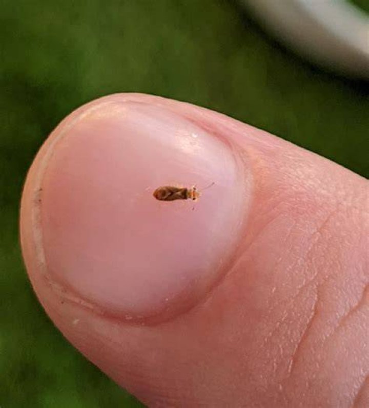 What are the tiny GREY bugs on my deck?