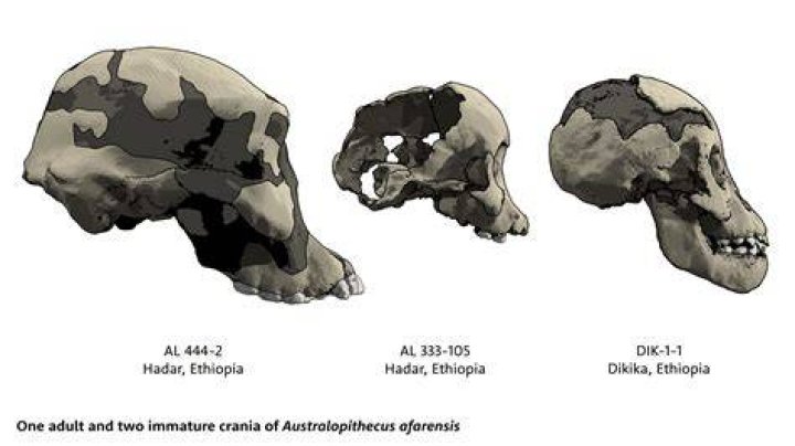What do distinctive traits of robust australopithecines include?