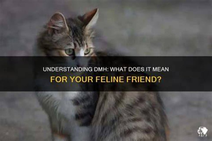 What does DMH mean for cats?
