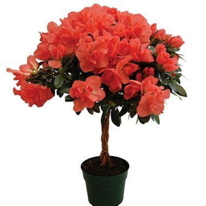 What is a keepsake azalea?