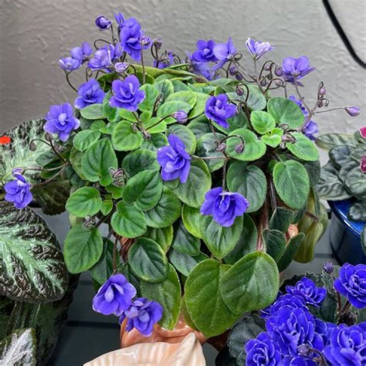 What is a Trailing African Violet?