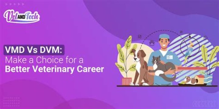 What is the difference between DVM and VMD?