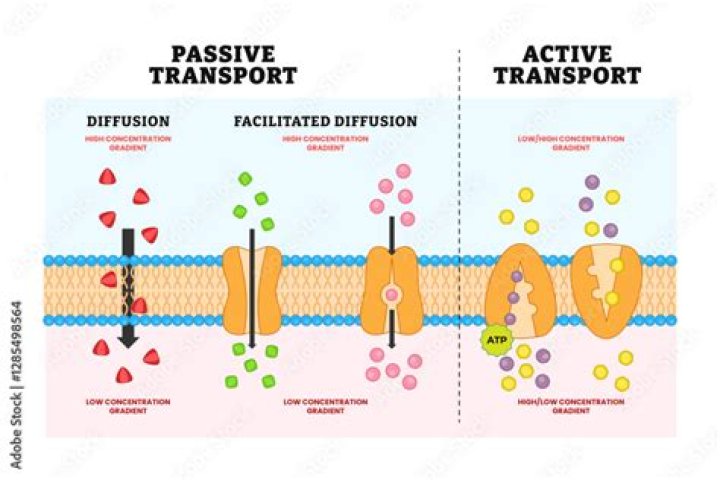 What is the difference between facilitated diffusion and active transport?