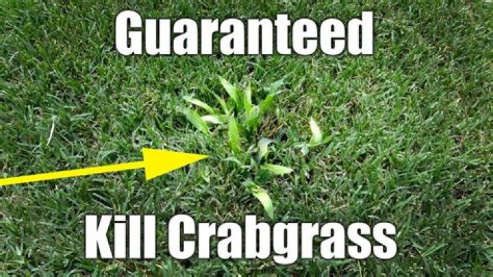 What kills crabgrass in Bermuda?