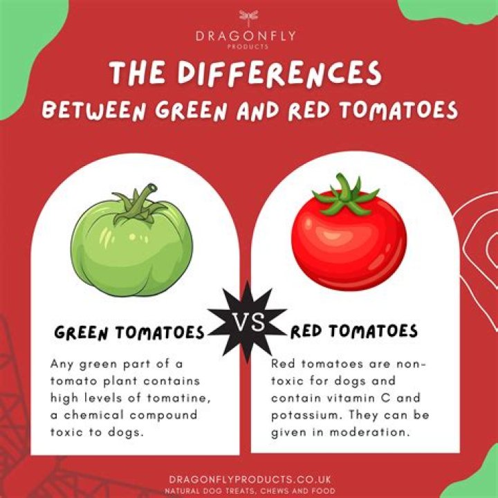 What’s the difference between green tomatoes and red tomatoes?
