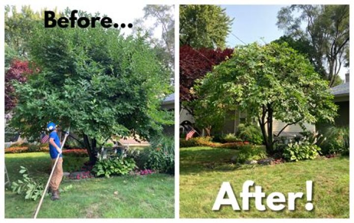 What to put on trees after pruning?