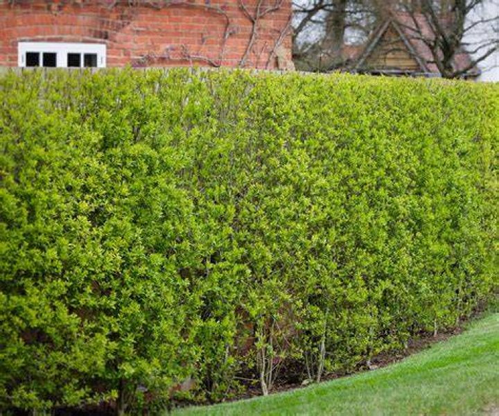 What will kill privet hedge?