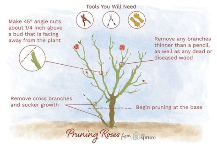 When should wild roses be pruned?