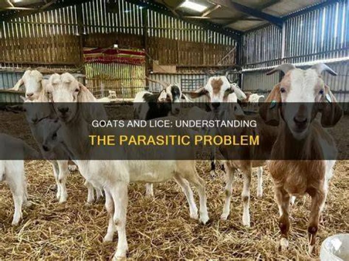 Where do goats get lice from?