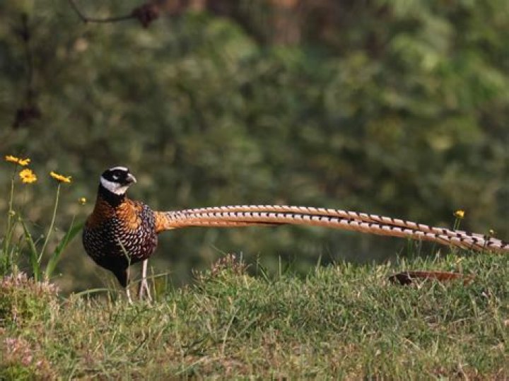 Which bird has the longest feathers?