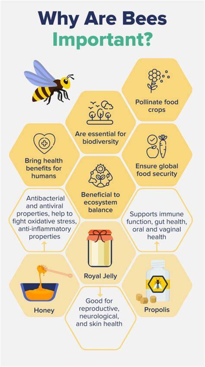 Why are bees so attracted to me?