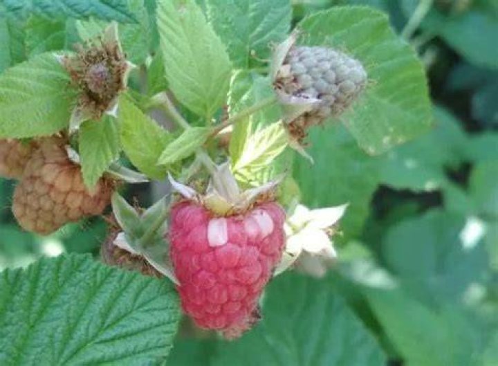 Why are my raspberries white?
