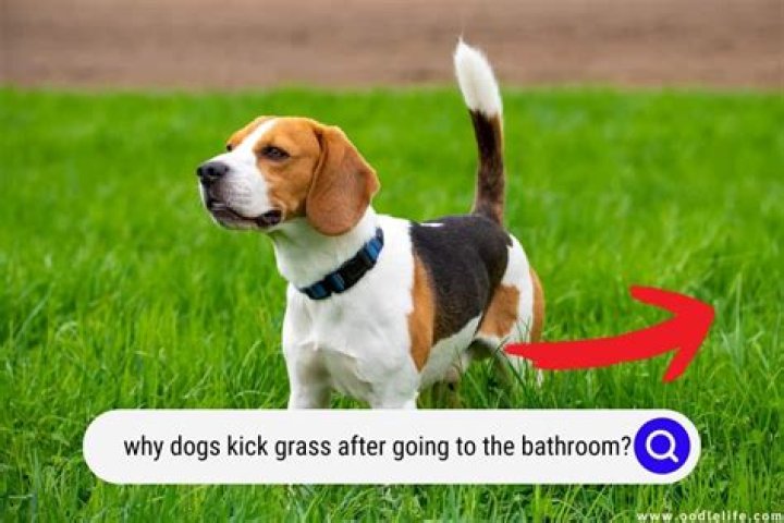 Why do dogs kick up grass after peeing?