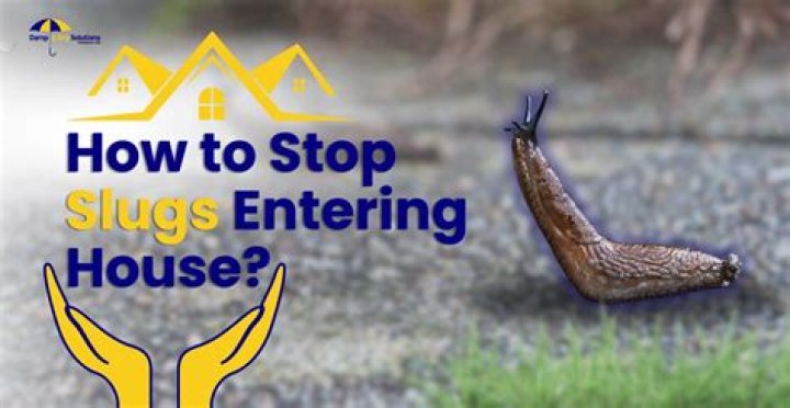 Why do I keep finding slugs in my house?