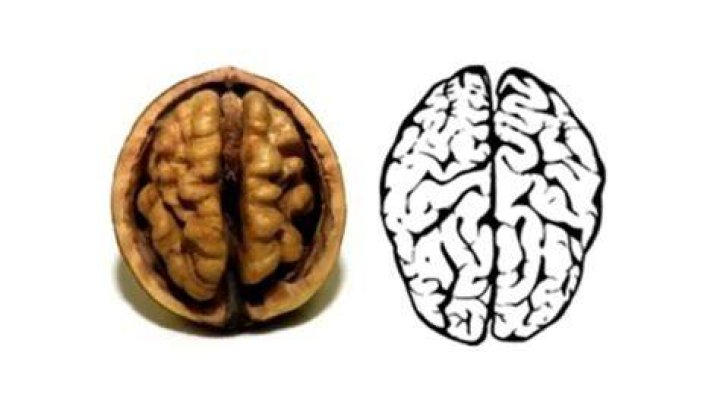 Why is a walnut shaped like a brain?