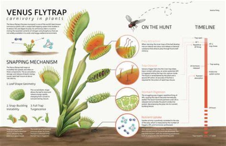 Why is it called a Venus fly trap?