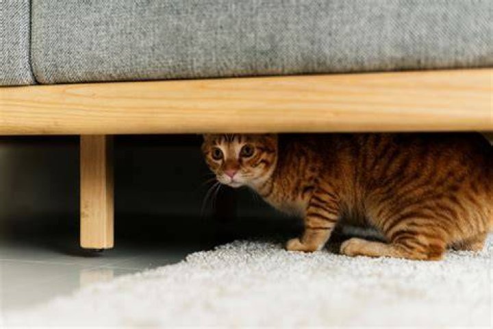 Why is my cat hiding after moving?