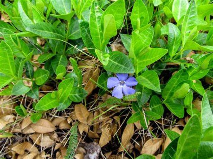 Why is my Vinca minor dying?