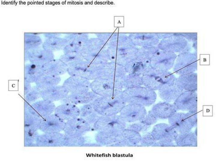 Why is Whitefish Blastula used to study mitosis?
